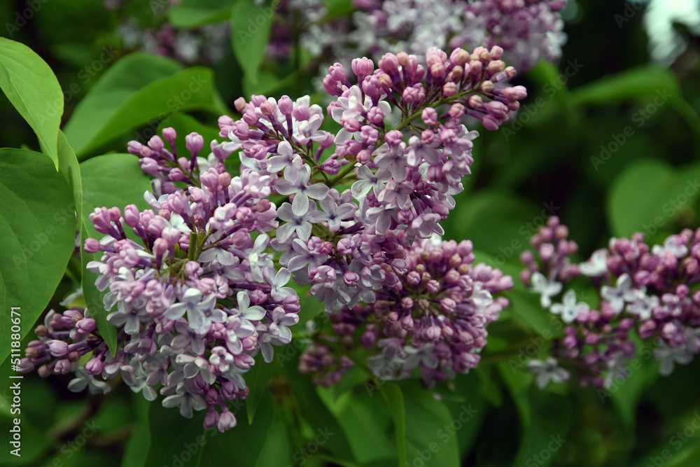 Blooming lilac trees in the Lilacs garden in Moscow Blooming lilac trees in the Lilacs garden in Moscow
