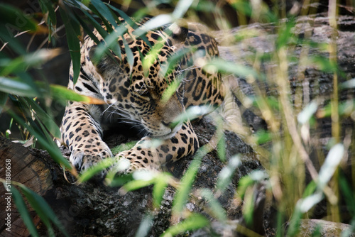 Jaguar lying behind grass. spotted fur, camouflaged lurking. The big cat is a predator. © Martin