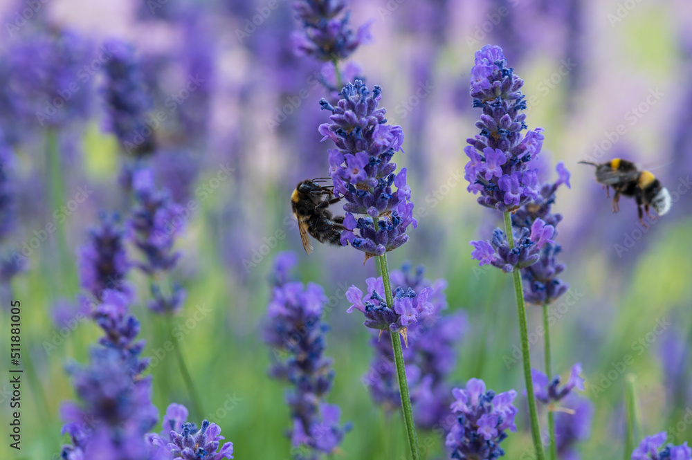 Fototapeta premium bumblebee on lavender