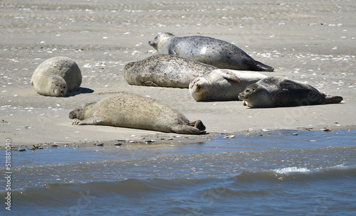 Seehunde auf einer Nordsee-Insel 