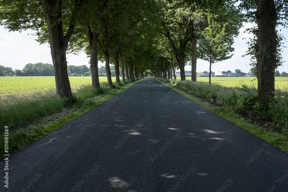 Road in the shade of trees, among the fields. Beautiful rural landscape.