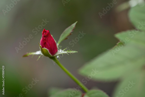 beautiful red rose in garden.