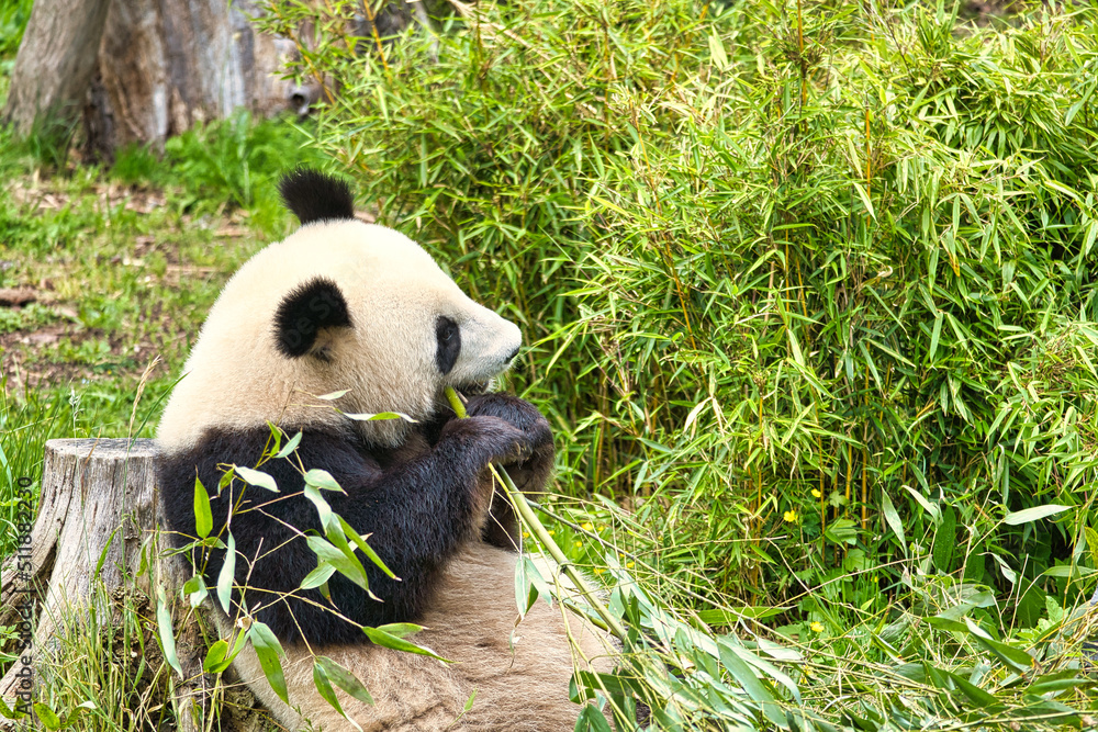 Fototapeta premium big panda sitting eating bamboo. Endangered species. Black and white mammal