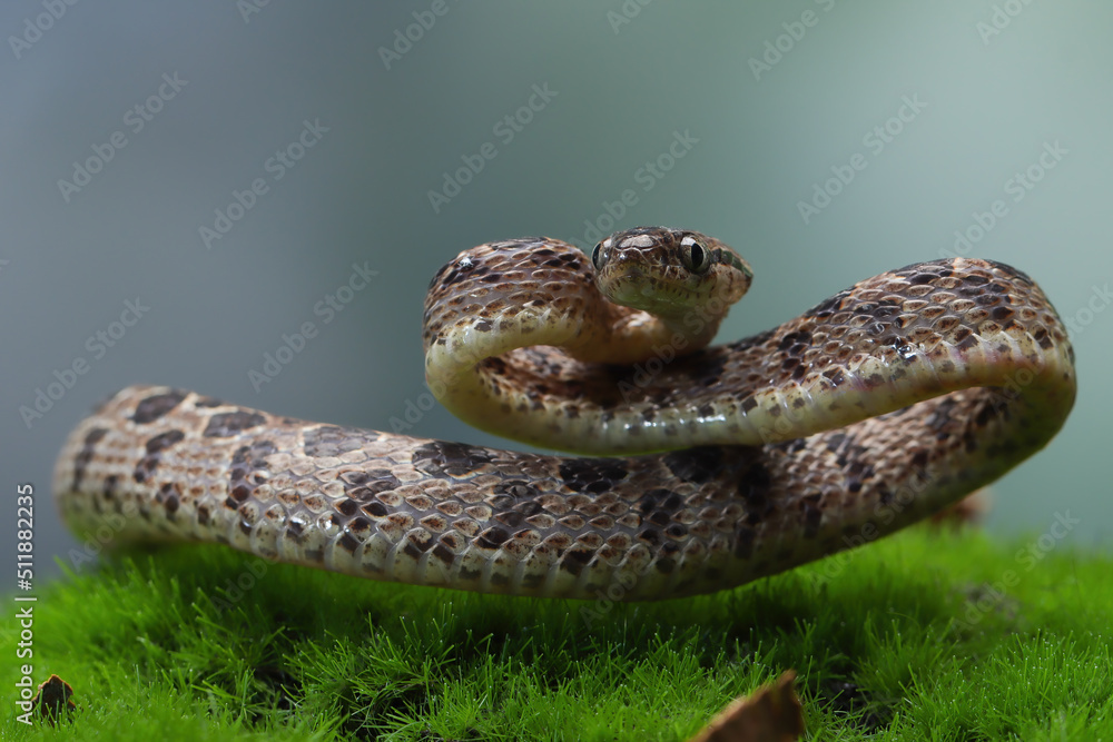 Fototapeta premium Boiga multo maculata snake closeup on natural background