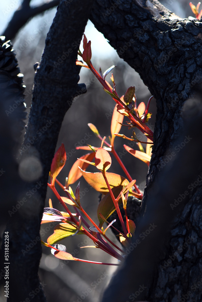 Blackened burnt bark and new growth from epicormic buds on a Eucalyptus gum tree following a bushfire in NSW, Australia. A fire adaptive trait allowing regeneration. 