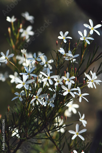 White flowers of the Australian native Wedding Bush, Ricinocarpos pinifolius, family Euphorbiaceae, growing in Sydney woodland on coastal sandy soils. Winter to spring flowering.  photo