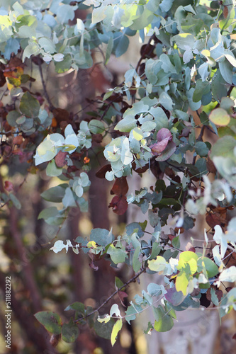 Australian flora background of sunlit ovate leaves of the Australian native Silver Dollar gum tree, Eucalyptus cinerea, family Myrtaceae. Also known as the Argyle Apple. Endemic to New South Wales photo