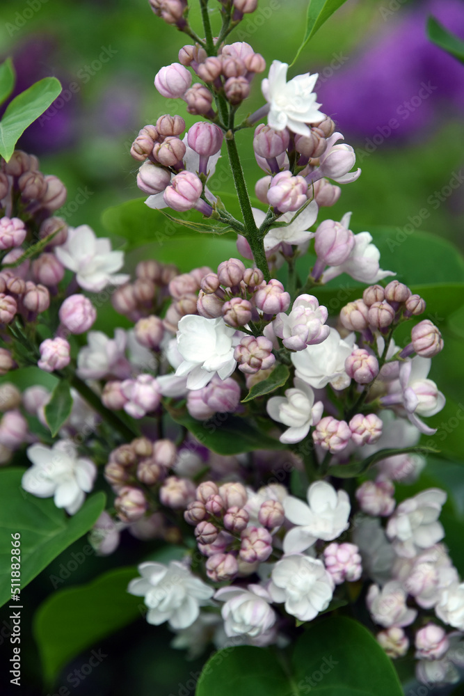 Blooming lilac trees in the Lilacs garden in Moscow Blooming lilac trees in the Lilacs garden in Moscow