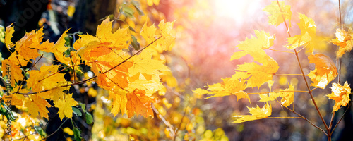 Autumn forest with yellow maple leaves on a tree in sunny weather