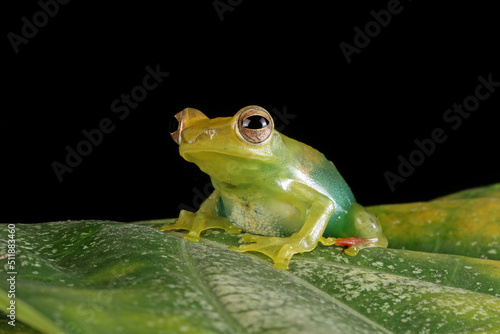 Rhacophorus dulitensis closeup on green leaves, Jade tree frog closeup on green leaves