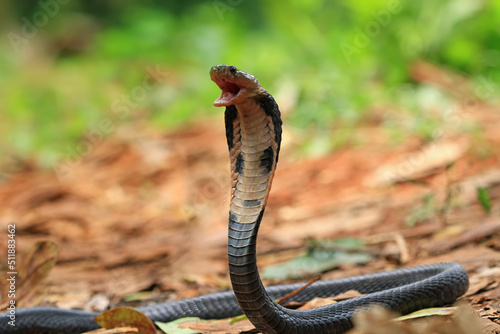 Baby Naja sputrix snake closeup head a position ready to attack photo
