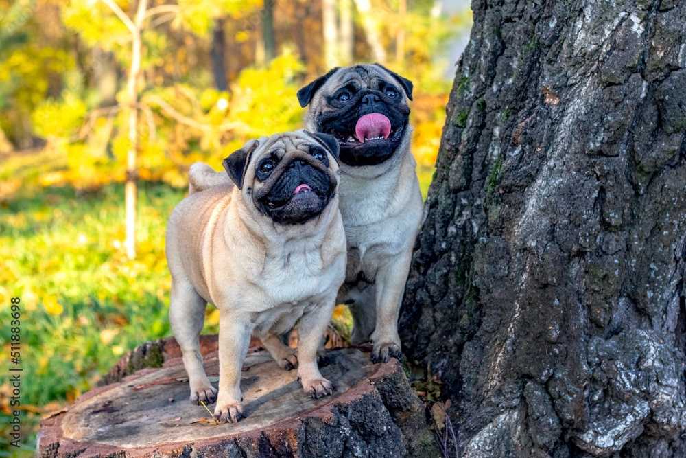 Two dogs breed  pug in the autumn park on a stump