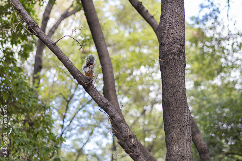 squirrels at Chapultepec Park