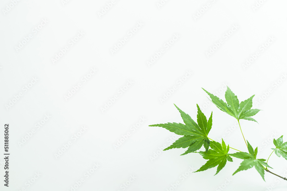 和風 夏 植物 緑のもみじ 白背景 和風 夏 植物 緑のもみじ 白背景