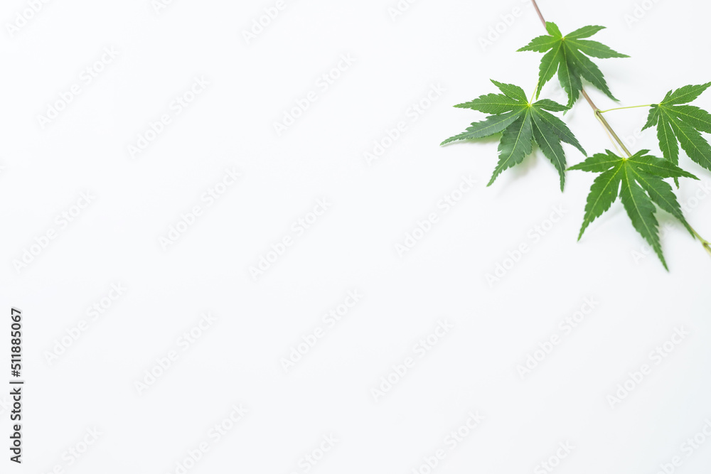 和風 夏 植物 緑のもみじ 白背景 和風 夏 植物 緑のもみじ 白背景