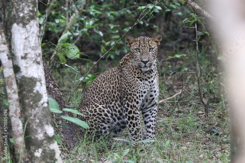 Leopard in Sri Lanka Wildlife Park © Peter Sudham