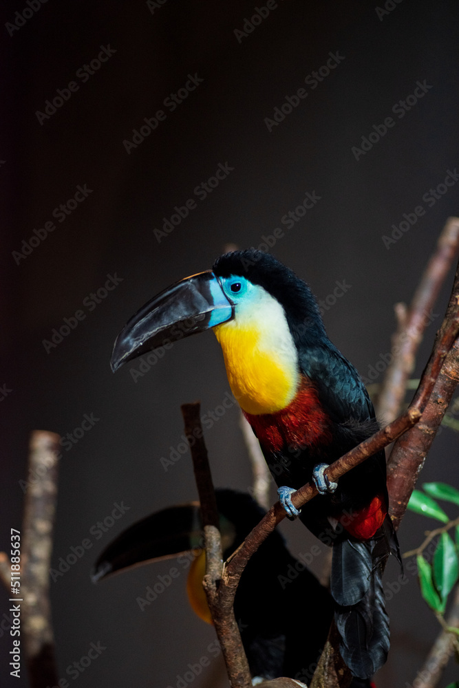 ヒムネオオハシ2 StockFoto Adobe Stock