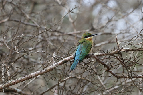 Wildlife Birds in Sri Lanka National Park © Peter Sudham