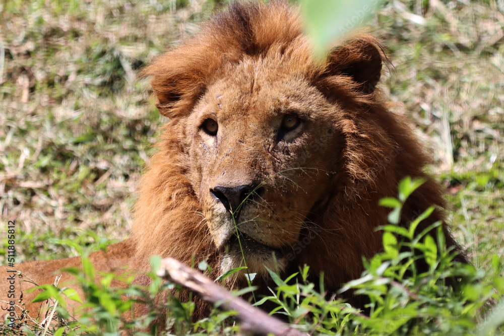 Naklejka premium The male lion is seen relaxing under a tree, closeup face lion