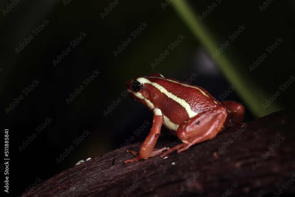 Naklejka premium Epipedobates tricolor closeup from side view on wood, Epipedobates tricolor closeup