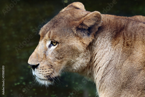 African lion closeup head  African lion closeup face