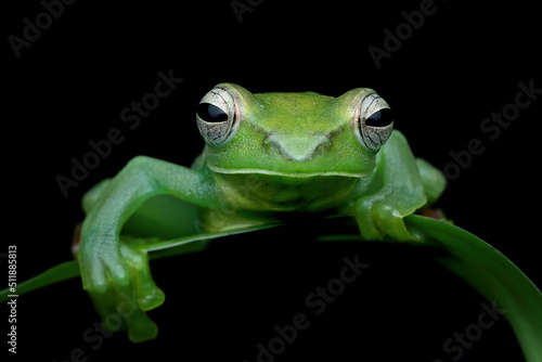 Rhacophorus dulitensis closeup on green leaves, Jade tree frog closeup on green leaves, Indonesian tree frog  photo