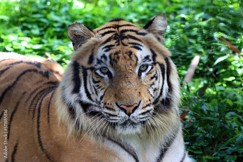 Fototapeta Naklejka Na Ścianę i Meble -  Portrait of a bengal tiger, Closeup head Bengal tiger, Male of Bengal tiger closeup