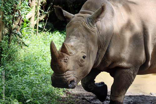 Tela Javan rhinos are accompanying their children to sunbathe