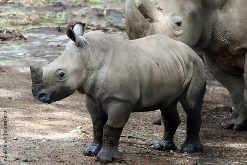 Murais de parede Javan rhinos are accompanying their children to sunbathe