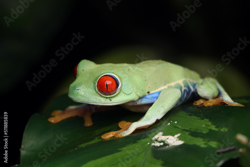 Red-eyed tree frog closeup on leaves, Red-eyed tree frog (Agalychnis callidryas) closeup on branch