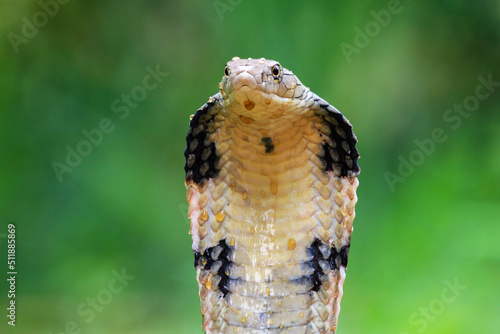 King cobra snake closeup head from side view, king cobra snake ready to attack 