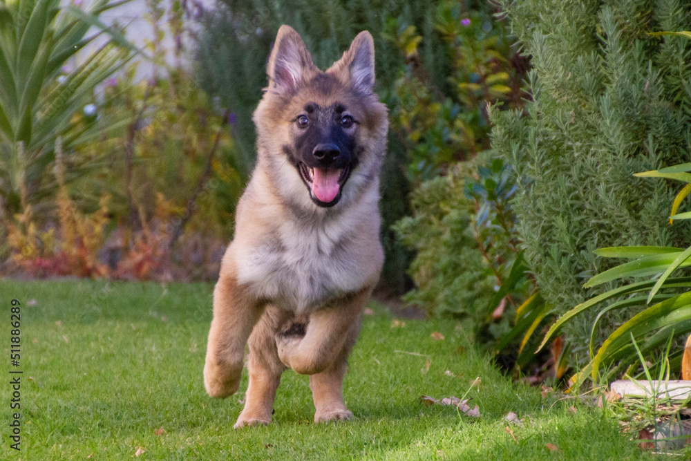 german shepherd dog