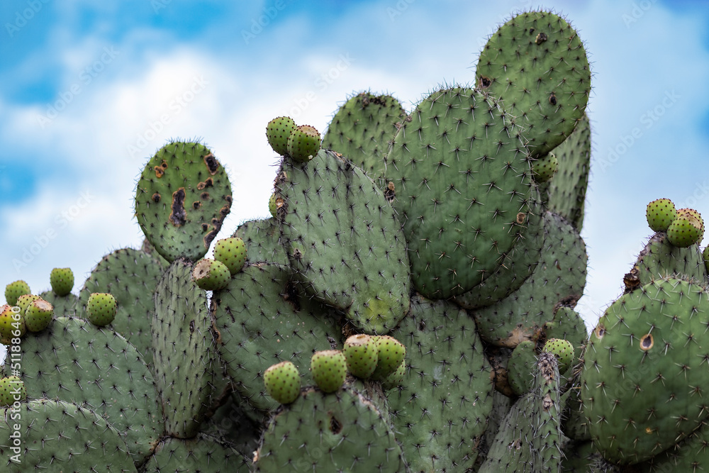 cactus from the archaeological site of the Pyramids of Teotihuacan cactus from the archaeological site of the Pyramids of Teotihuacan