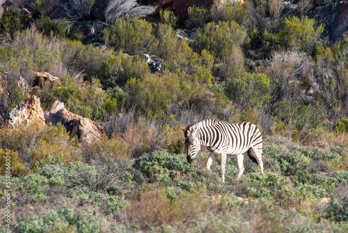 zebra in the wild