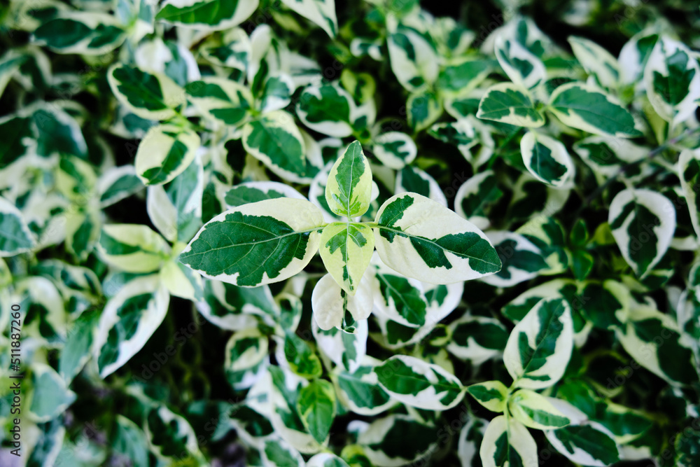 green leaves background green leaves background