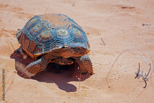 Desert Tortoise, Gopherus agassizii, in the sandy Nevada desert after emerging from its winter hibernation den. photo