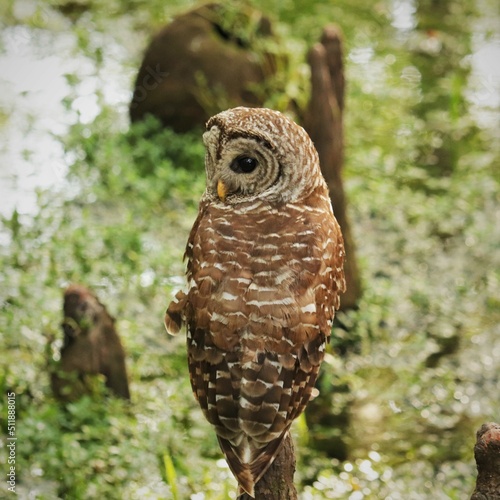 Wise Barred Owl 