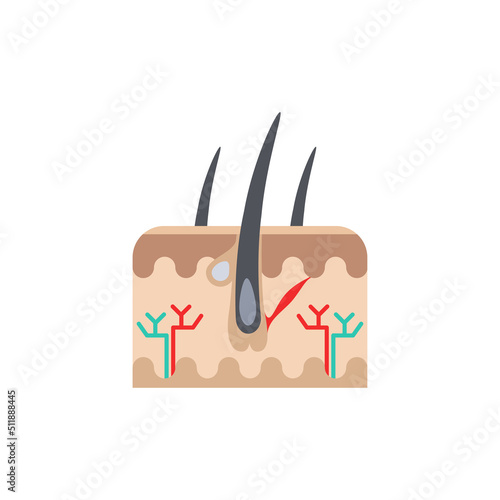 Skin layers and hair follicle abstract flat icon. Human Internal Organ vector illustration isolated on white background. Medical diagram poster dermatology concept, dermis and epidermis structure