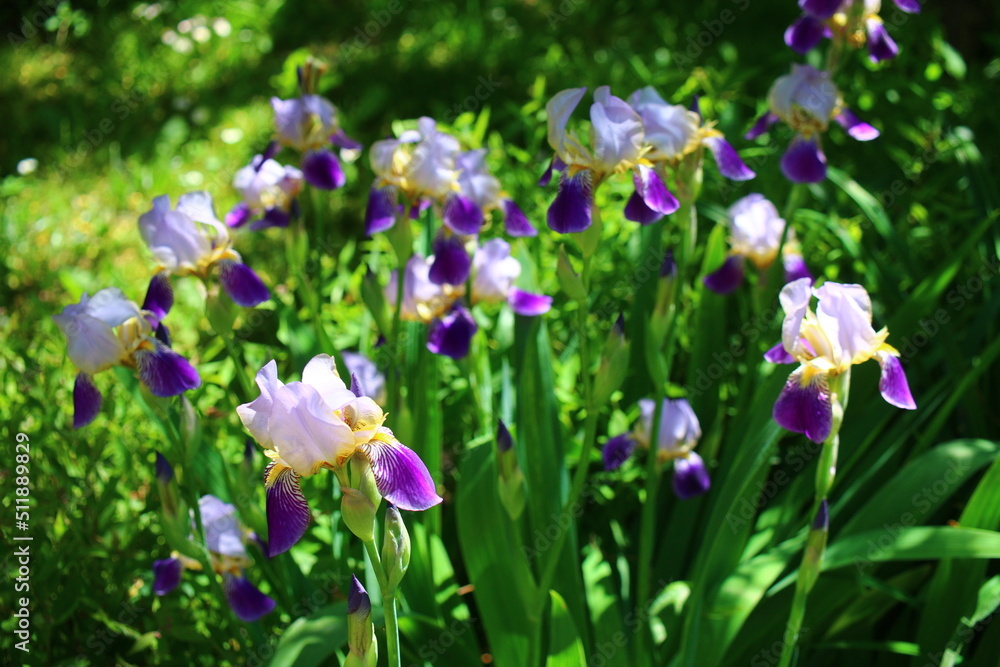 nasz pierwszy irys kosaciec niemiecki Iris germanica nasz pierwszy irys kosaciec niemiecki Iris germanica