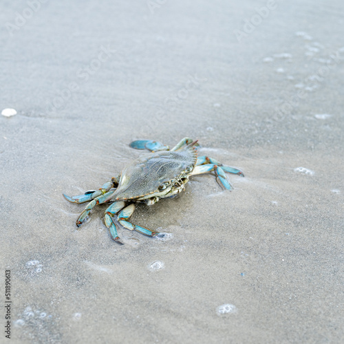 Blue Crab on a sandy beach along the Gulf of Mexico in southern Texas