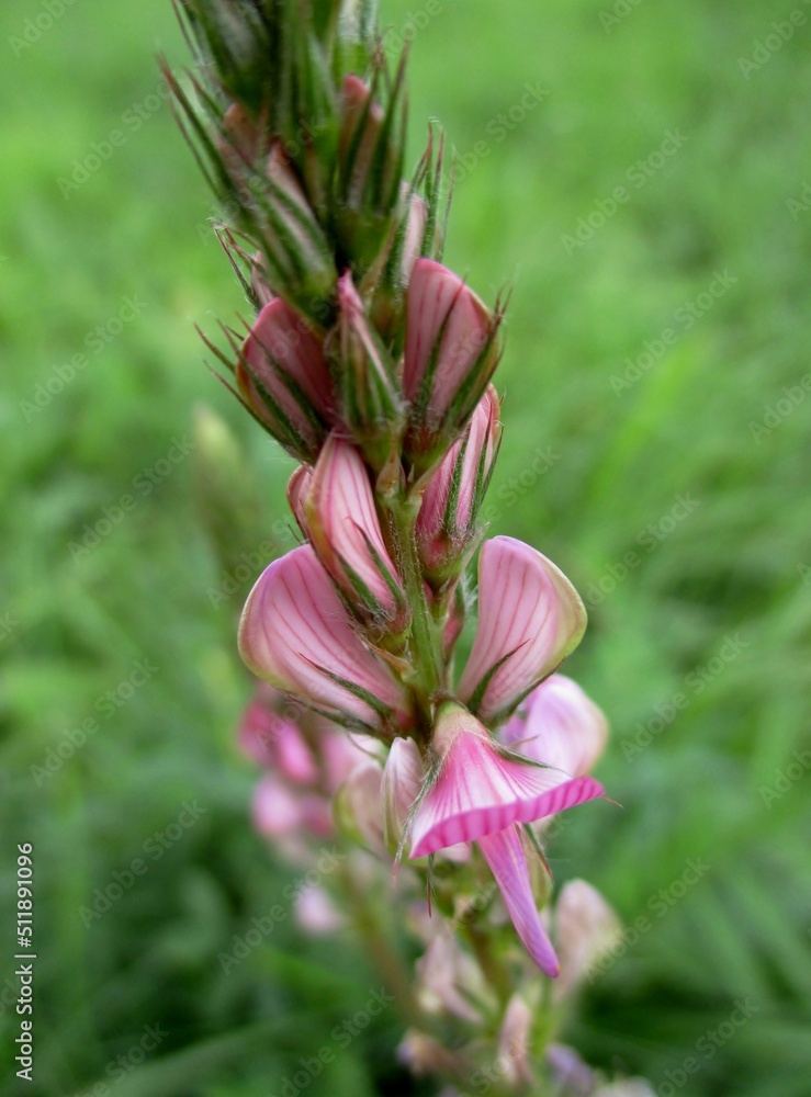 Sainfoin, Onobrychis viciifolia, in flower and bud