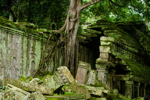 Broken castle walls covered with trees at Ta Prohm Temple  Angkor Wat  Siem Reap  Cambodia