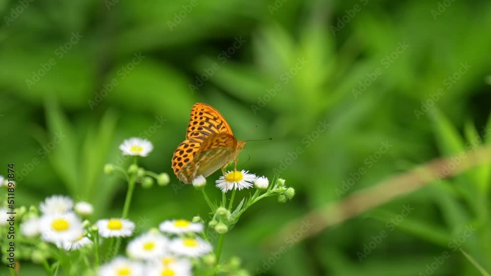 メスグロヒョウモン