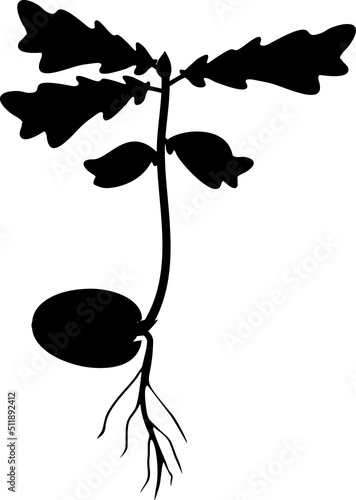 Black silhouette of Oak sprout growing from acorn with leaves and root system isolated on white background