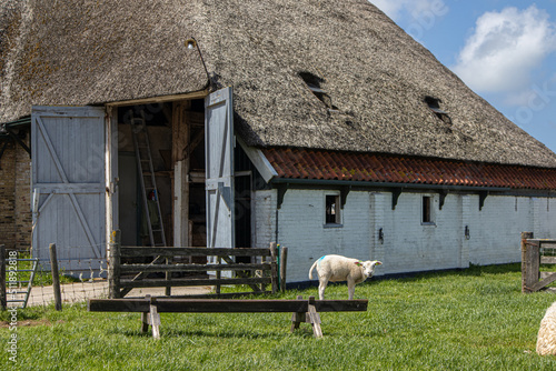 Texel Sheep and Farm, Texel, The Netherlands