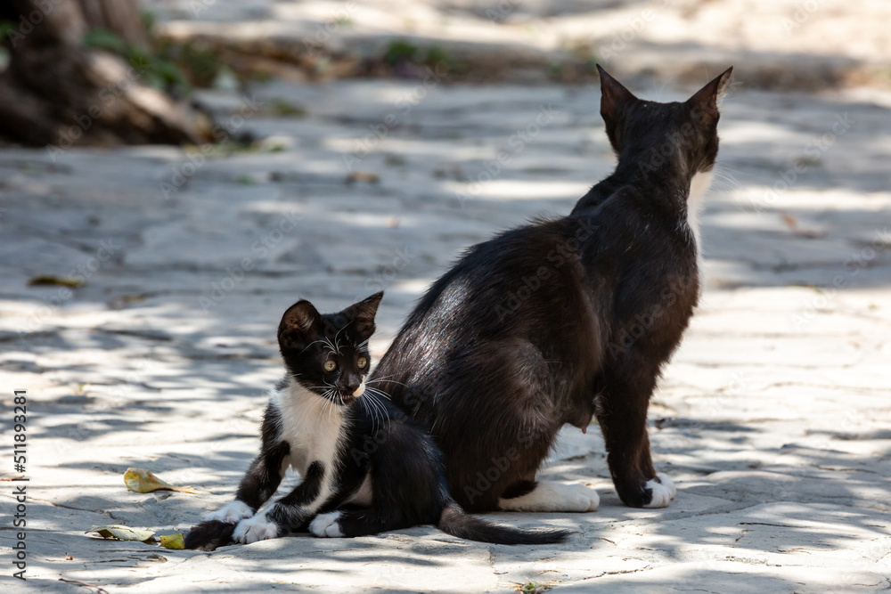 Naklejka premium A black and white cat and her kitten, on the island of Cyprus