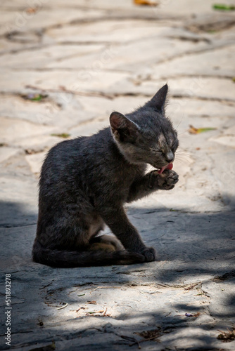 A stray kitten grooming, on the Island of Cyprus