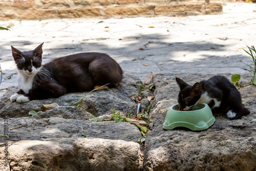 A mother cat watching her kitten eat from a food bowl © lemanieh