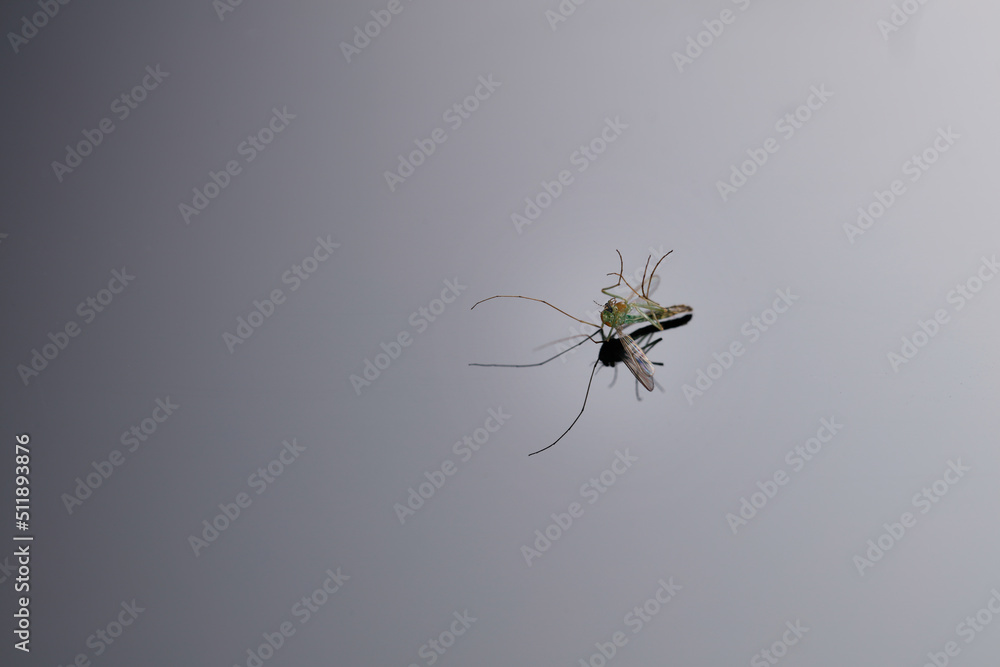 Dead mosquito with drop shadow on isolated background Dead mosquito with drop shadow on isolated background