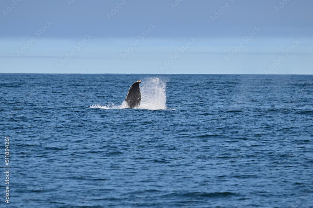 Fototapeta premium Humpback Whale - Megaptera novaeangliae